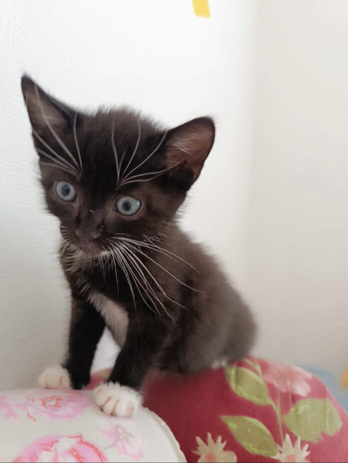 2025-07-28 Bild Katze Thomsen