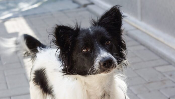 2025-07-31 Bild Hund Zora