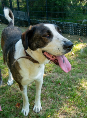 2025-08-01 Bild Hund Arima