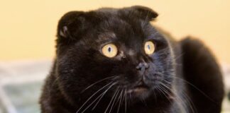 Wohnungskater Leon: Ein liebevoller Scottish Fold sucht seine Familie – VERMITTELT