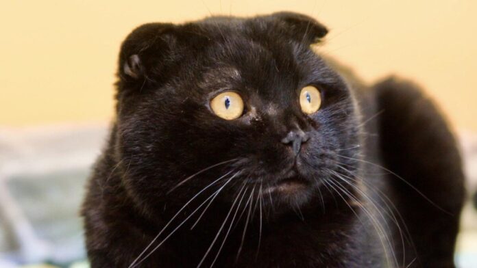 2025-08-07 Bild Kater Leon