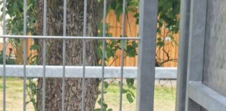 Zenopia sucht geduldige Begleiter – VERMITTELT