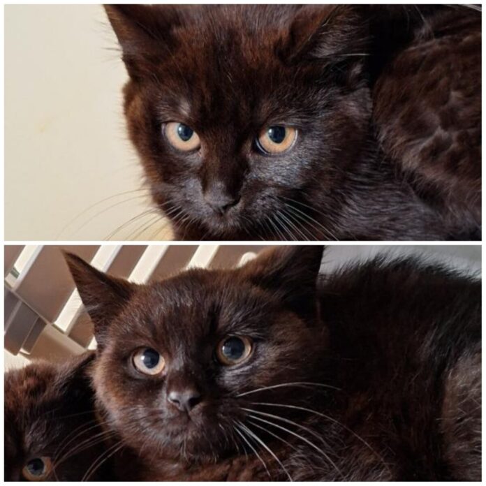 2025-08-14 Bild Katzen Eren und Hange