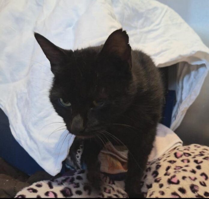 2025-08-18 Bild Katze Svea
