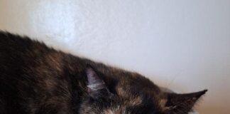 Mimi – Eine schüchterne Schönheit sucht ein geduldiges Zuhause – VERMITTELT