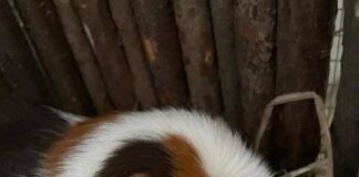 Meerschweinchen-Mädchen möchte umziehen – VERMITTELT