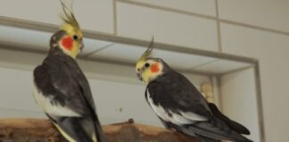 Nymphensittich-Paar sucht neues Zuhause