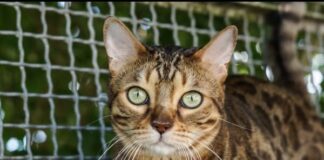 Olav, der verschmuste Abenteurer, sucht ein Zuhause -VERMITTELT