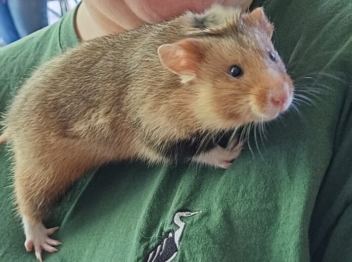 Hamster Pikachu 20250830_161411 (1)