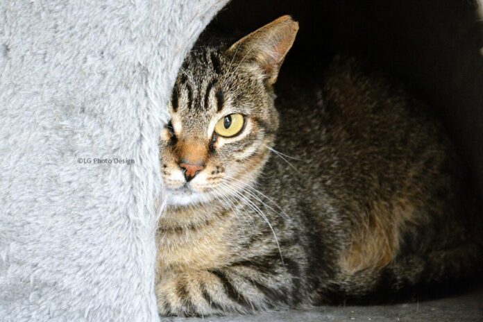 Katze_2_01