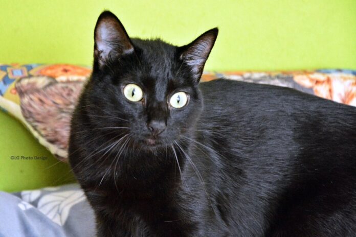 Katze_3_01-2