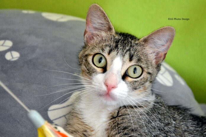 Katze_8_03