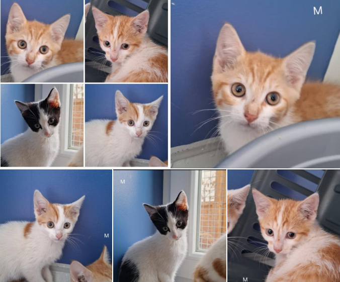 2025-09-11 Bild Katzen Leonardo...