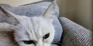 Gewissenlose Menschen verursachen viel Tierleid! Zuhause gefunden!