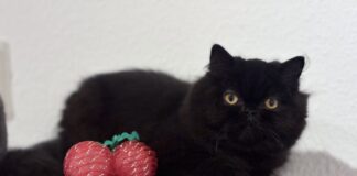 Perserkind Mimi!
