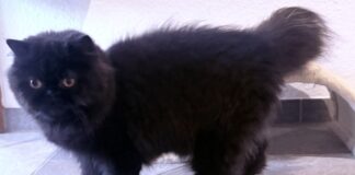 Mimi ist noch immer auf der Suche nach einem Zuhause! Suche beendet, Zuhause gefunden!