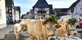Bessinger Almabtrieb 21.09.2025