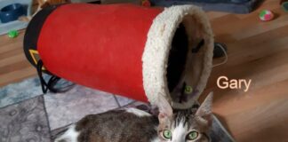 Schmusekater Gary! Zuhause gefunden!