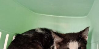 Kim- scheu und wild sucht geduldige Katzenflüsterer