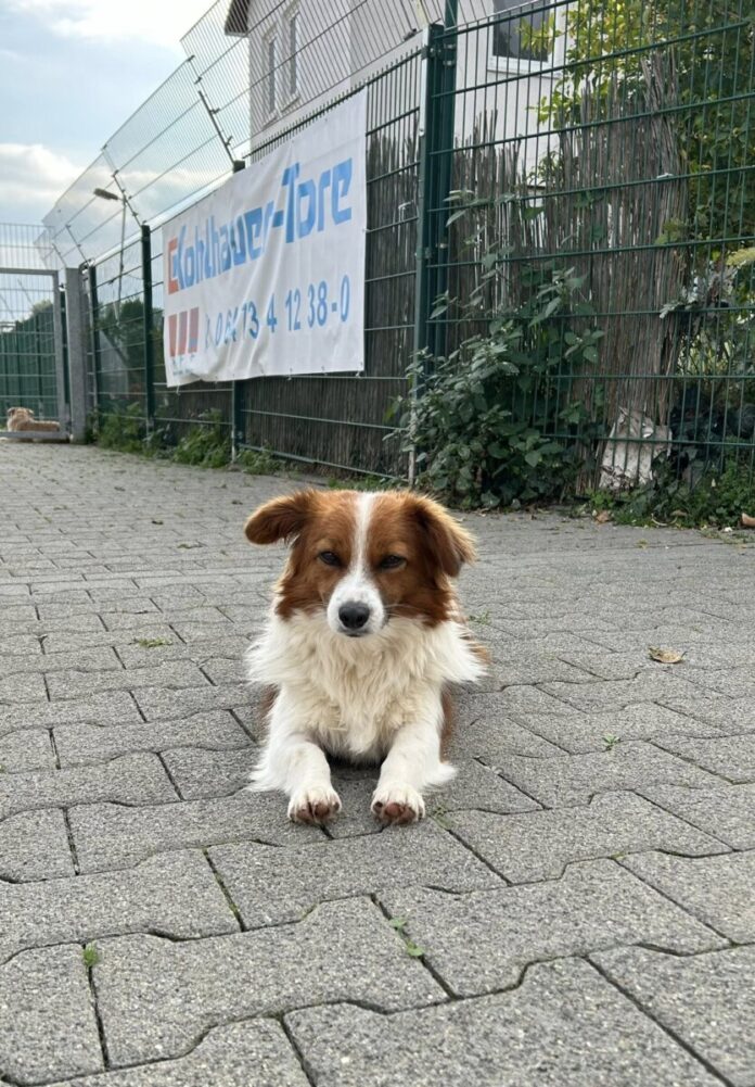 2025-10-16 Bild Hund Mucki