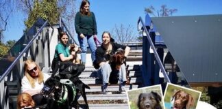 Mehr als Gassi: Wer hat das Herz für unsere unsicheren und fordernden Hunde?