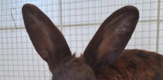 Pina – Neugierige Kaninchendame sucht viel Platz und Gesellschaft