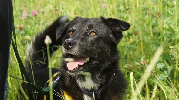 2025-10-30 Hund Calici