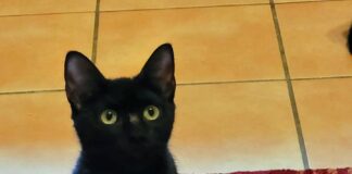 Sechs kleine Schornsteinfeger! Zwei der Kätzchen suchen noch ein Zuhause!