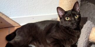 Rabenschwarz und so süß! Zusammen mit Freundin Cloe Zuhause gefunden!