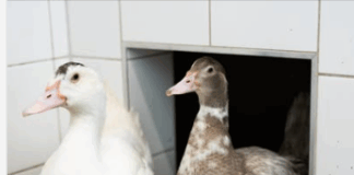 Donald und Daisy suchen ihr “Entenhausen”