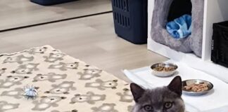 Einzelprinzessin Muni sucht ein ruhiges Zuhause