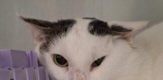 Wer gibt Linus eine Chance? Sanfter Kater sucht neue Familie