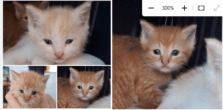 Endlich groß genug: Das Katzen-Trio (Flava, Mungo, Pinto) sucht sein Glück! (vermittelt)