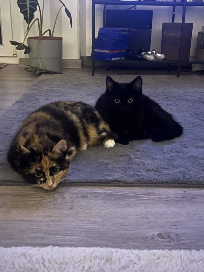 Brunhilde und Teemo