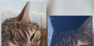 Ein Duo zum Verlieben: Die Bengal-Schwestern Dinah & Daisy suchen ihr Glück