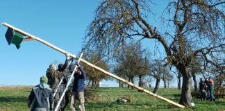Bild: Mit vereinten Kräften montieren sechs Mitglieder der NABU-Ortsgruppe Holzheim/Dorf-Güll/Grüningen einen neuen Turmfalkenkasten in Holzheim auf einem Baumstück „Auf dem Hundshübel“ neben der Straße nach Langgöns