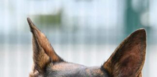 Wenn das Schicksal zweimal zuschlägt: Hilfe für Schäferhund Rasco