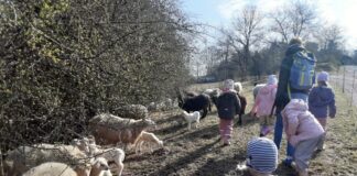 Besuch bei der Schafherde