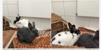 Drei Langohren auf Familienglück-Suche: Dalí, Thunder & Lightning