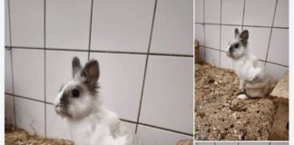 Isabel ist wieder da: Unser sanftes Kaninchenmädchen wartet auf ihre zweite Chance.