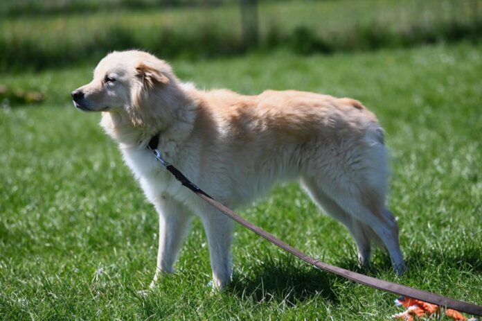 Bailey