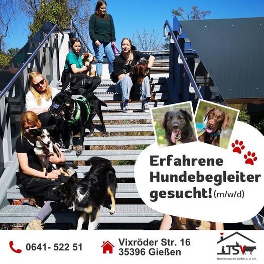 Hundebegleiter gesucht