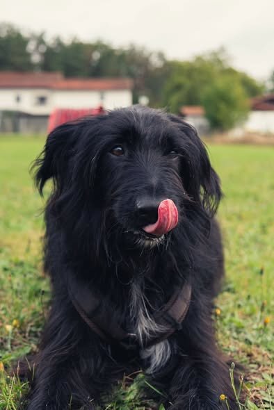 Sammy 2