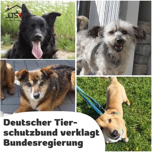 tierheime vor dem kollaps